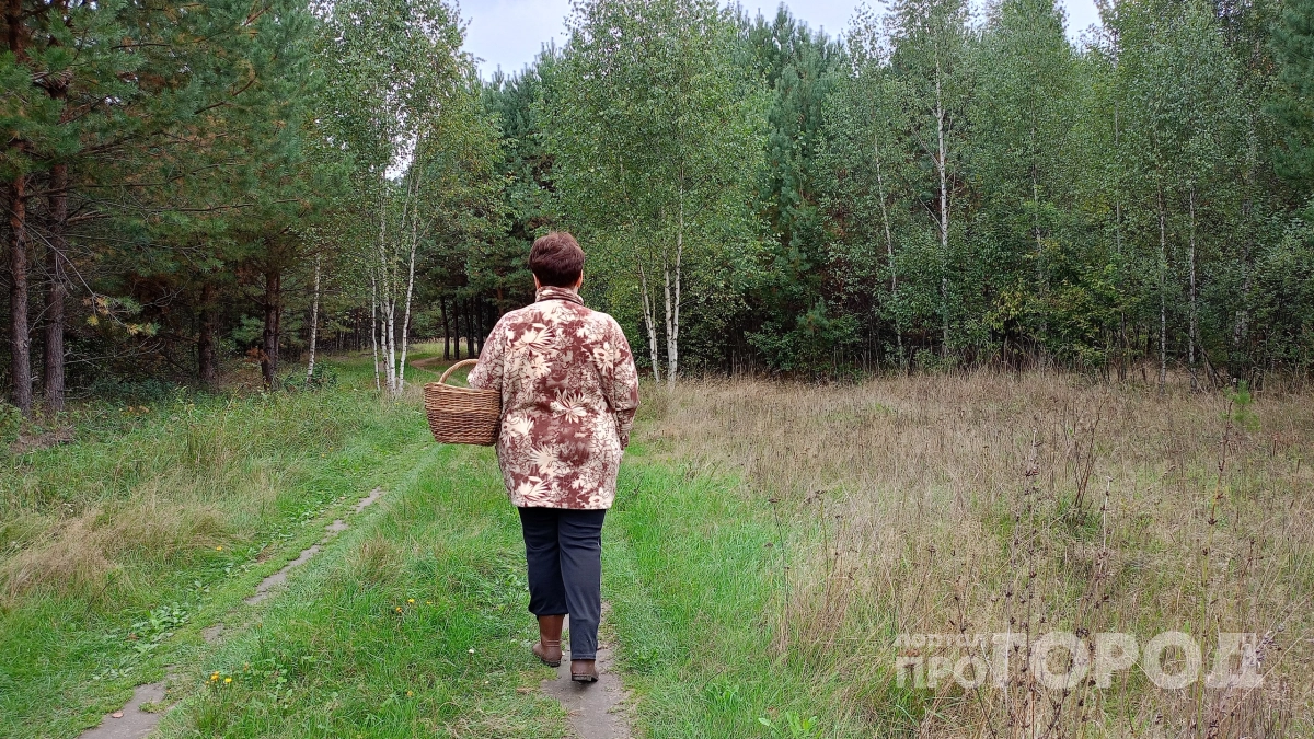 В мае первым делом иду с корзиной в лес за этими ветками: бабушкин способ до старости сохранить ясность ума и бодрость духа