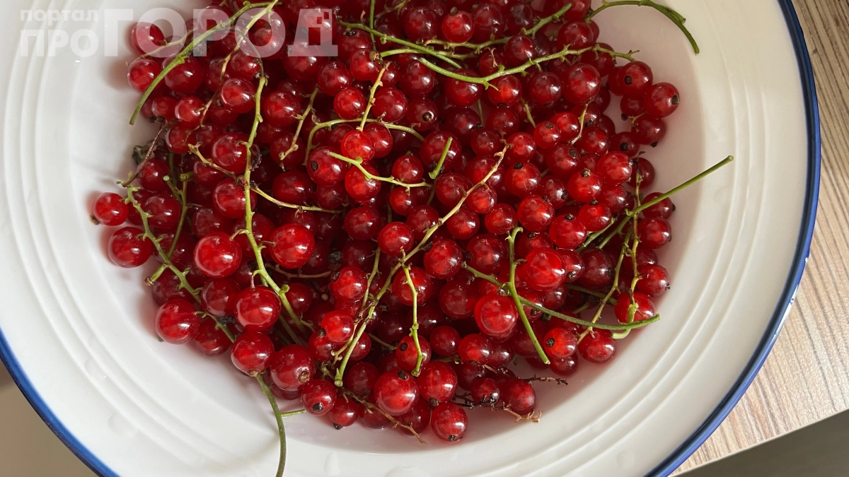 Ягоды размером с сливу: копеечный секрет дачников, который заставит смородину плодоносить как никогда