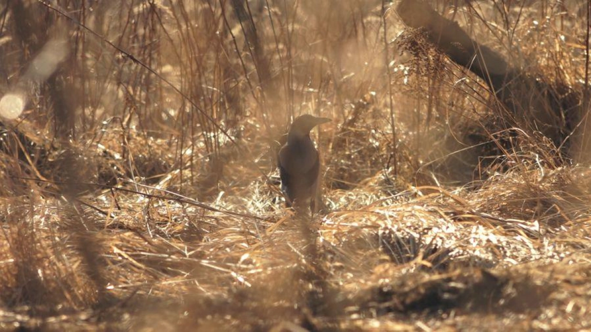 В Ярославской области за сутки вспыхнули 17 травяных палов на 3 гектарах
