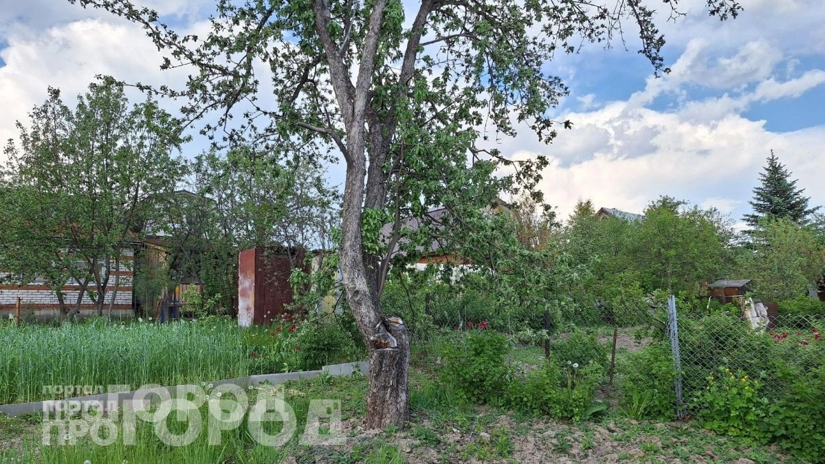 Вы сами приглашаете змей на дачу: уберите этот предмет с участка и гадюки забудут к вам дорогу навсегда