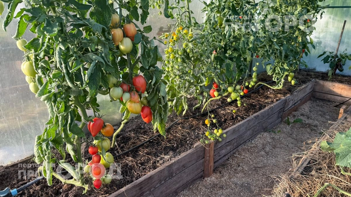 Перестала мучиться с подвязкой томатов после китайской методики: сэкономила кучу времени и денег на опорах