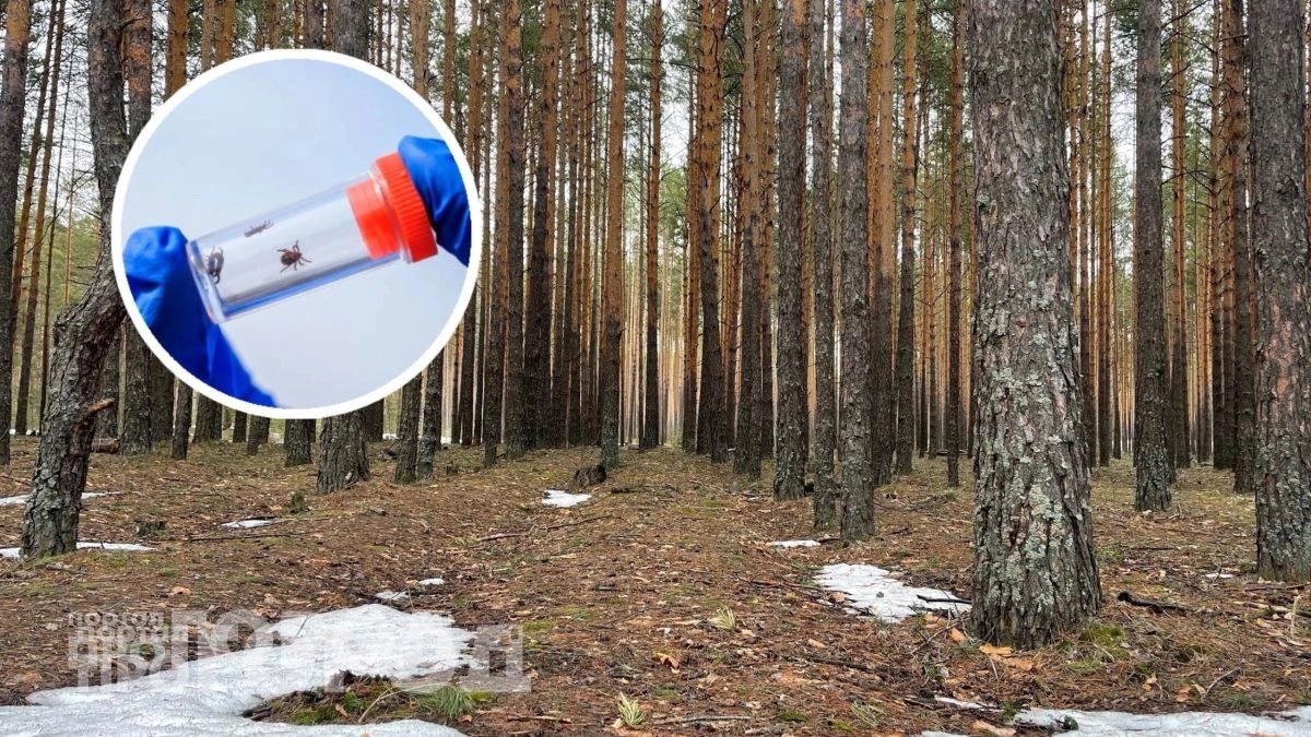 Забудьте про дорогие спреи: одна капля этого состава на одежду отпугивает клещей на весь дачный сезон