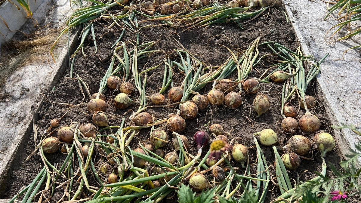 Больше никаких бортиков на грядках и вредителей: в Светофор завезли новые новые модели грядок - дачники дерутся за новинку