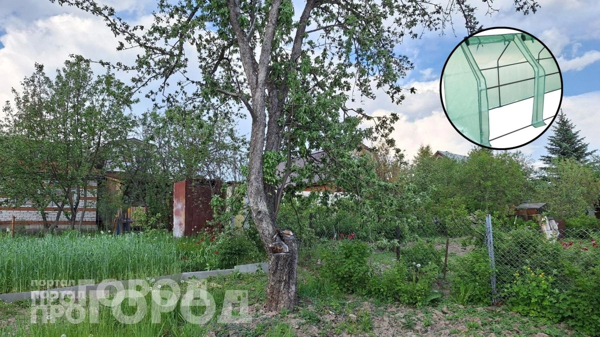 Забыла про дорогие теплицы: нашла в Ленте компактный парник за две тысячи и теперь собираю урожай ведрами