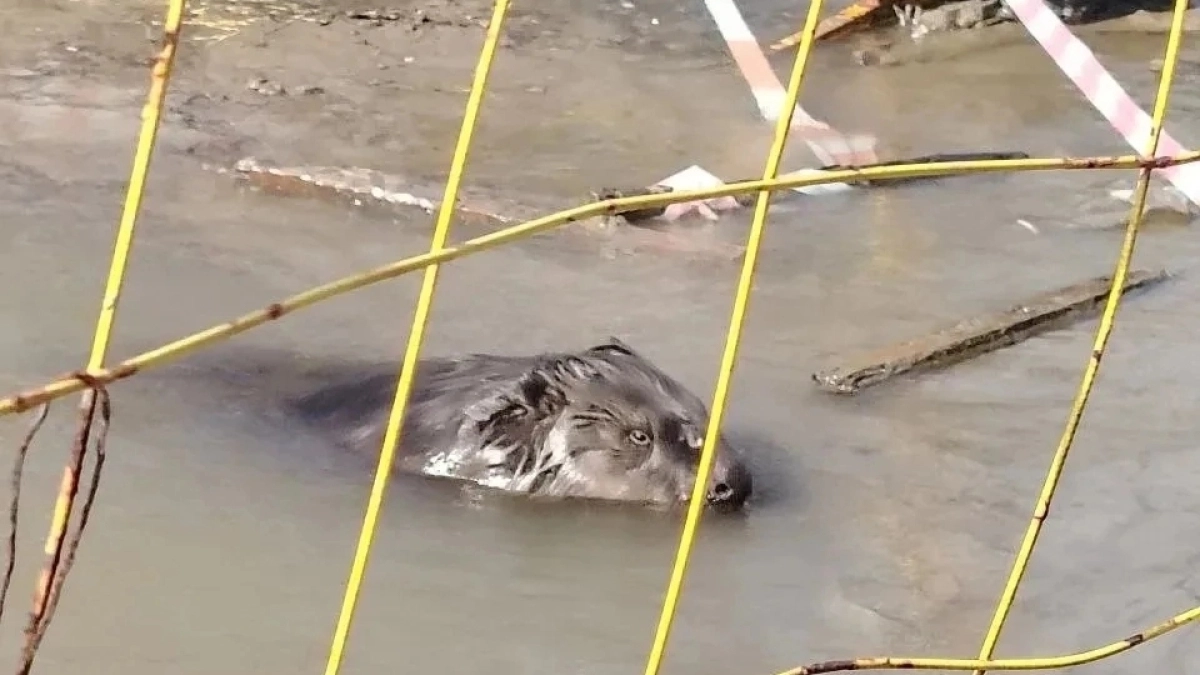 Бобр вместо ремонтников: в Тутаеве зверь поселился в коммунальном котловане