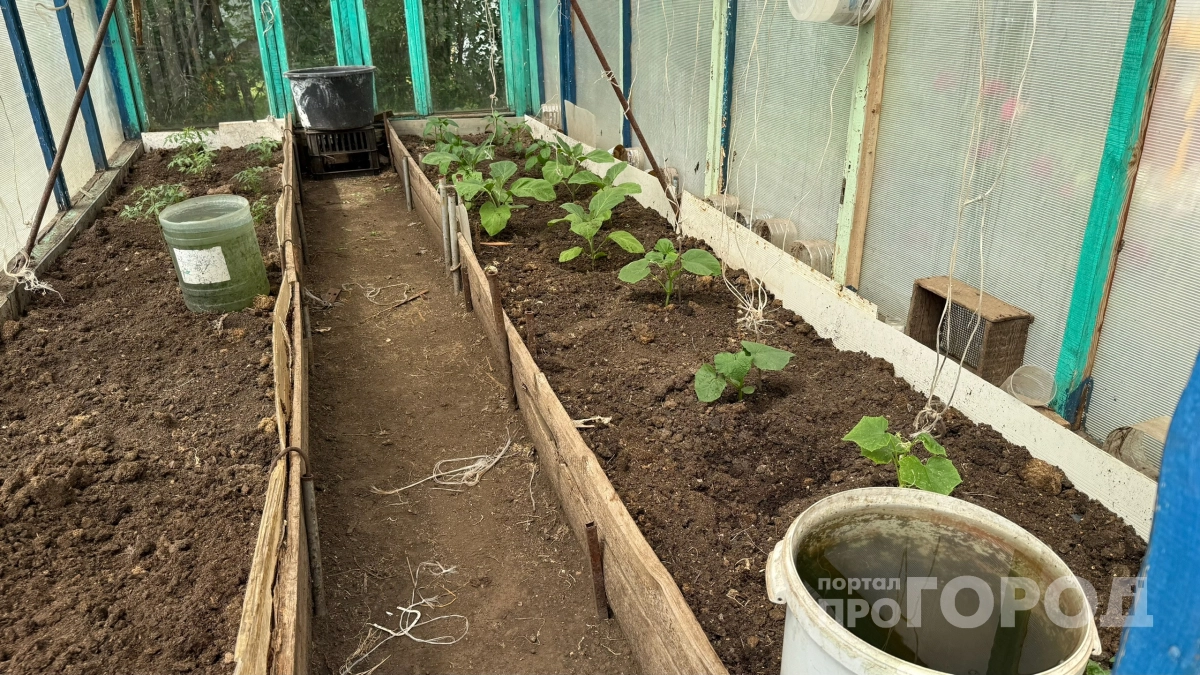 Лью 1 столовую ложку под огурцы: вяжутся ажурными завязями и плодоносят как ошпаренные - 5 крутых подкормок для мега-урожая