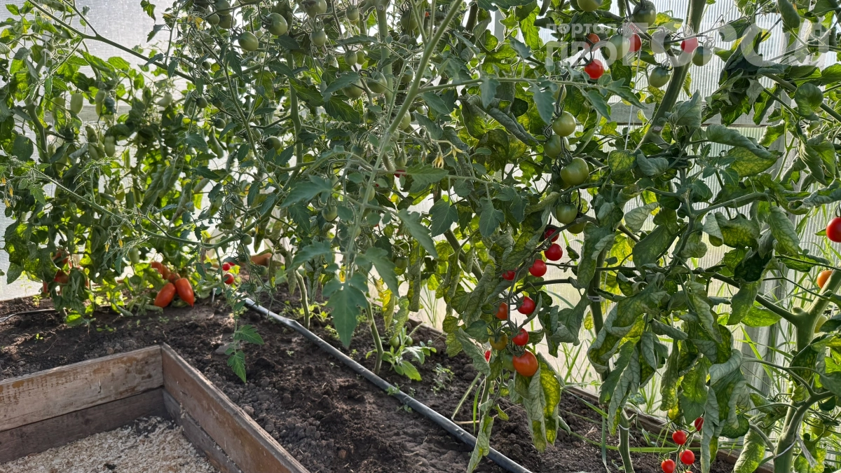 Посадила эти томаты — соседи начали завидовать урожаю: краснеют прямо на ветке гроздями — 7 секретных сортов