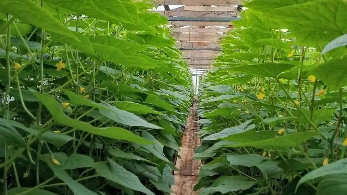 Угроза продажи теплицы вынудила переславское предприятие погасить сбор в 4,1 млн