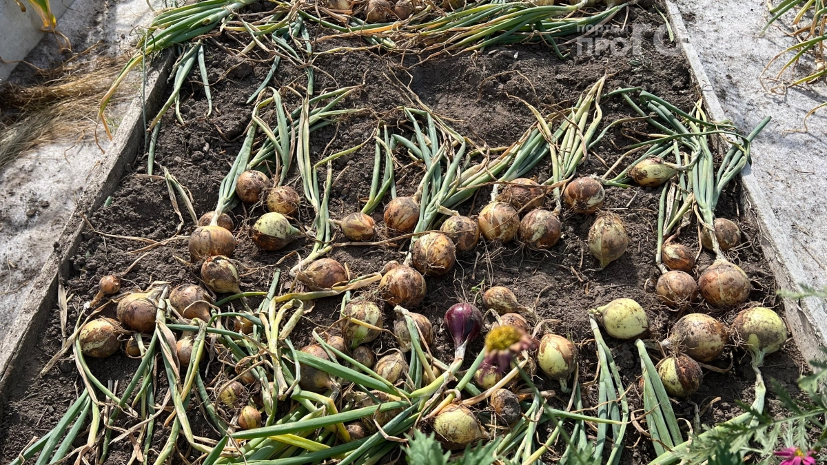 Дачники смеялись надо мной, пока не увидели результат: картон вместо мульчи и укрывных материалов — работает на 100%