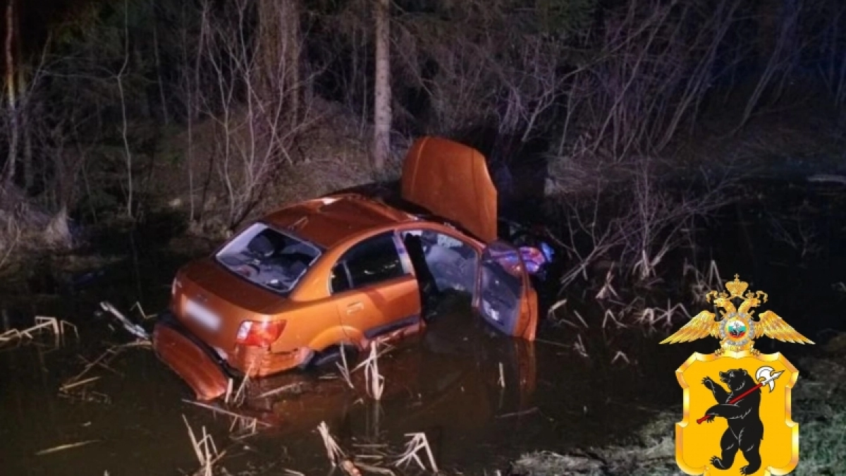 "Киа" не успела притормозить: ночная встреча с лосем на трассе под Угличем закончилась больницей для водителя