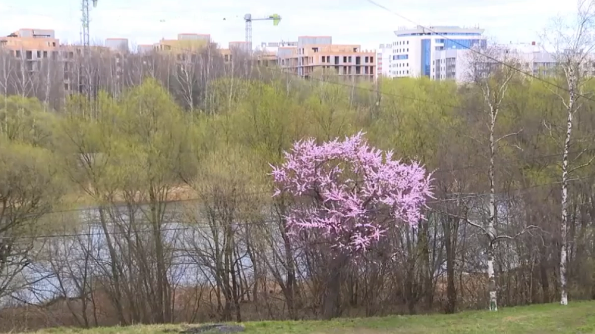 На набережной Которосли зацвёл дикий абрикос