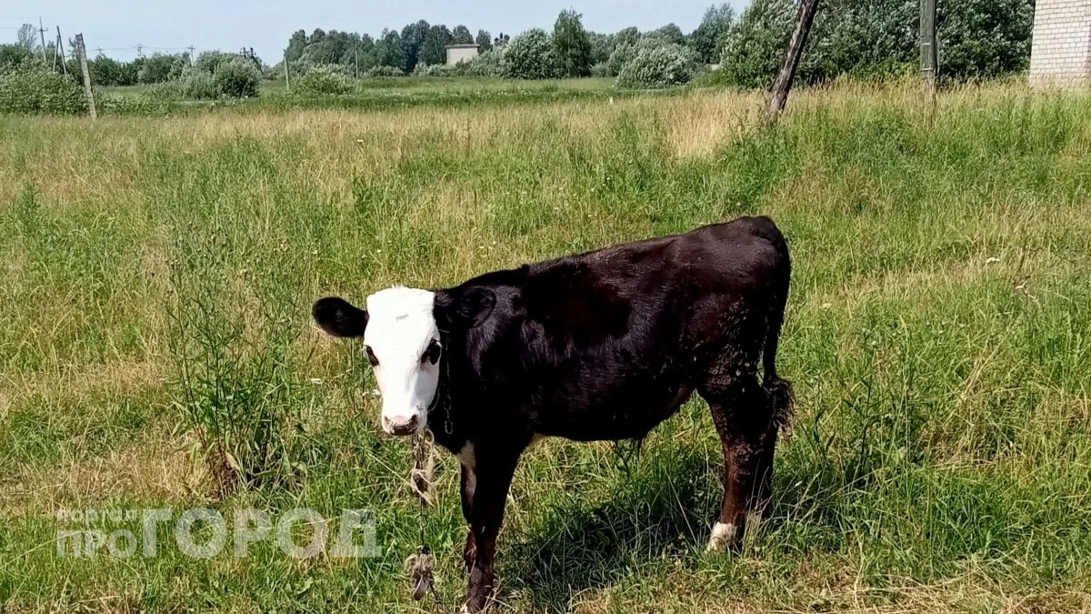 Ярославец отправил богатых родителей на перевоспитание в удмуртское село 