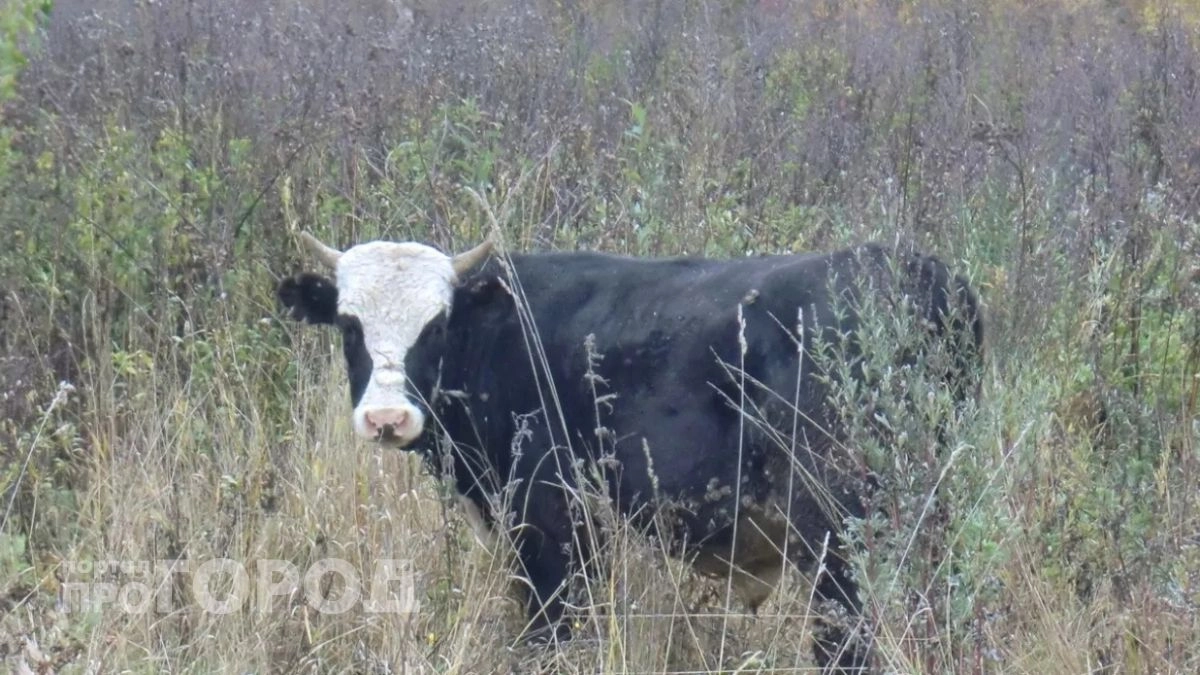 Всех коров проверят и часть пустят под нож: в Ярославской области ввели карантин по лейкозу