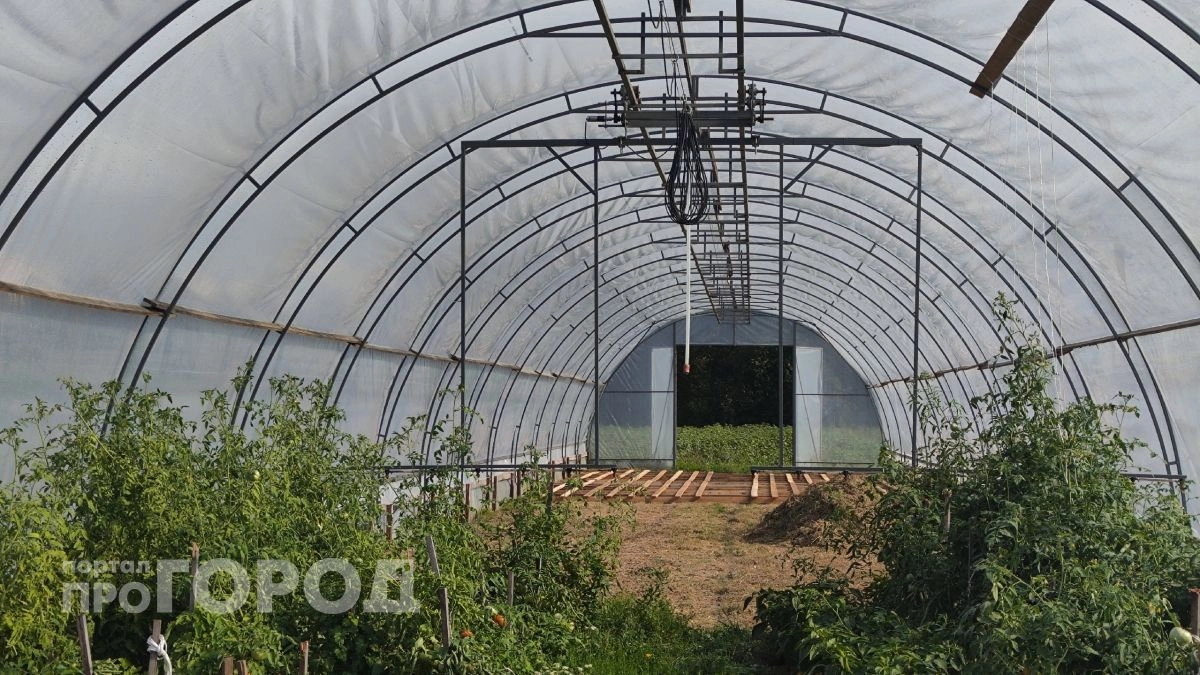 Никогда не сажайте помидоры рядом с огурцами: ошибка, которая убивает 70 % урожая