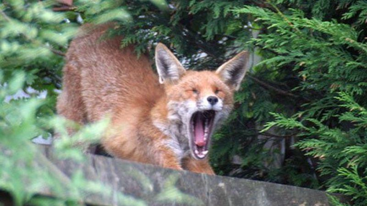 Бешенство в Ярославской области: три случая за год против восьми в 2024-м