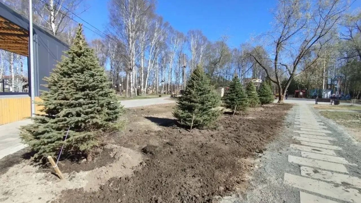  Новогодним ёлкам с Кирова дали вторую жизнь в Юбилейном парке