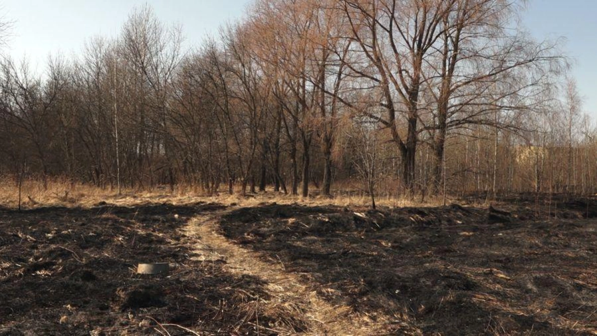 В Ярославской области число палов травы сократилось вдвое по сравнению с прошлым годом