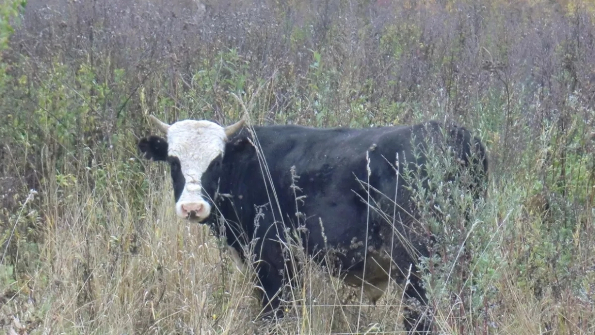 Карантин по лейкозу, финансовый успех НПЗ и непогода в Ярославле: главные новости за 21 апреля