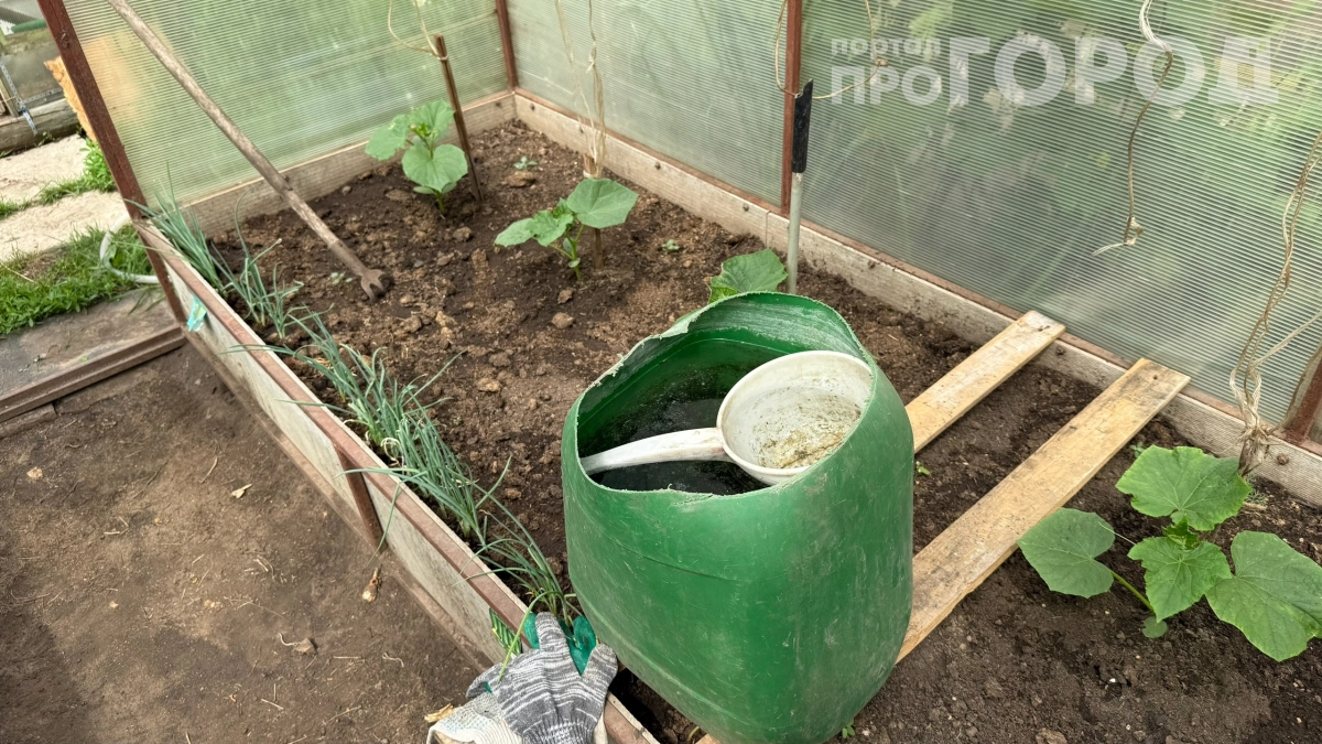 Закапываю это под огурцы весной, а соседи завидуют урожаю до октября: ношу зеленцы ящиками
