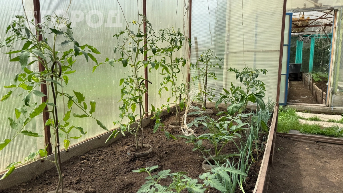 Перестаньте закапывать бананы в лунки: что на самом деле ждёт ваши томаты после такого «удобрения»