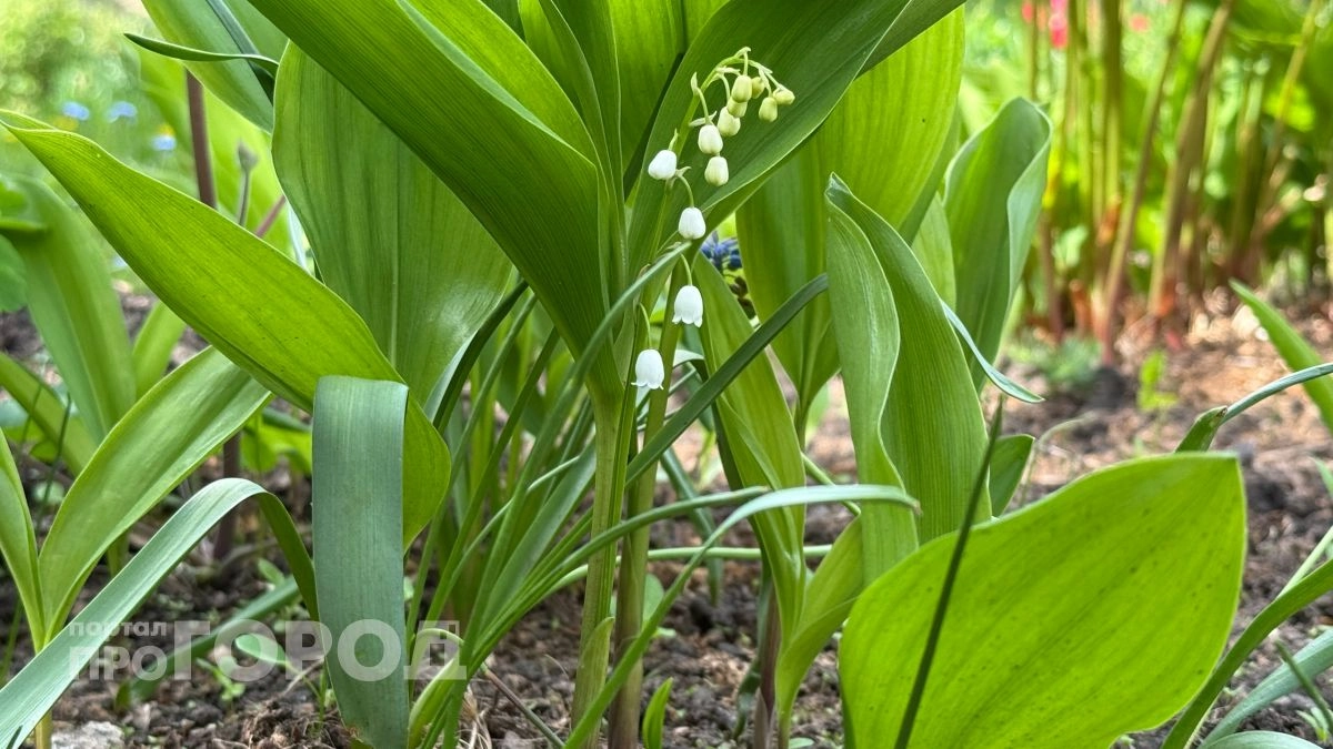 Не рвите ландыши 1 мая: за этот запах змеи ползут к вам на участок километрами