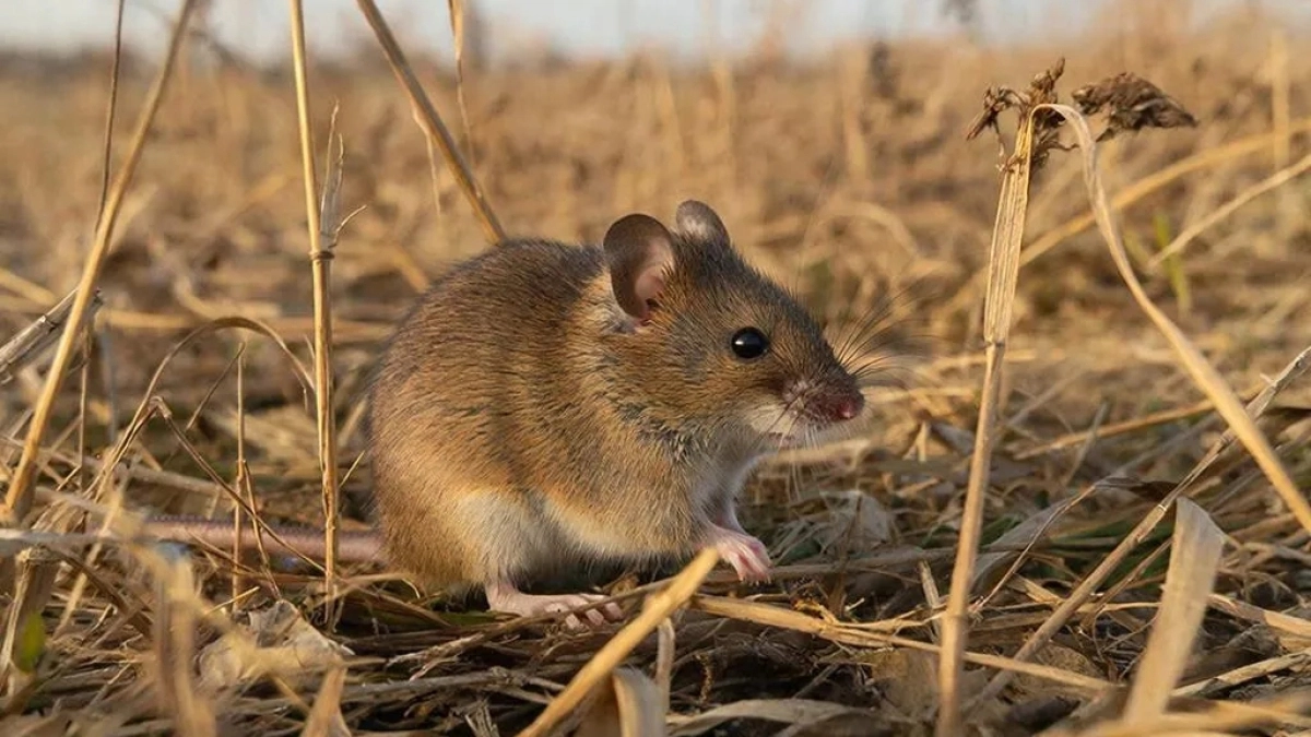 В Ярославской области посчитали количество мышей: их сотни тысяч 