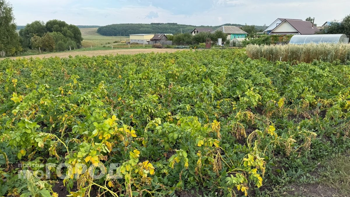 Почему в этом году нельзя сажать картошку в майские праздники: лунный календарь предупреждает всех
