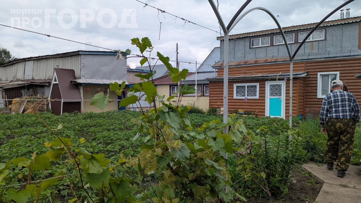 Дождевая вода для огорода — скрытая угроза урожаю: почему бесплатный полив дорого обходится