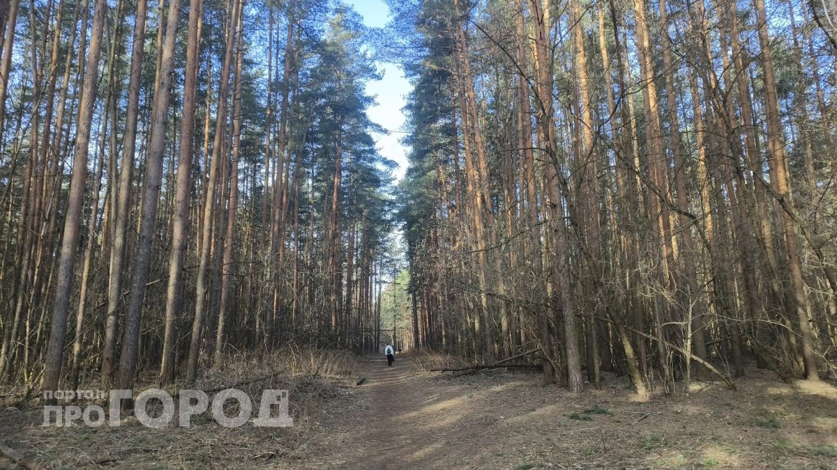 Кусты не вырубил — срок не продлил: Россельхознадзор ведет ярославского землевладельца в мировой суд