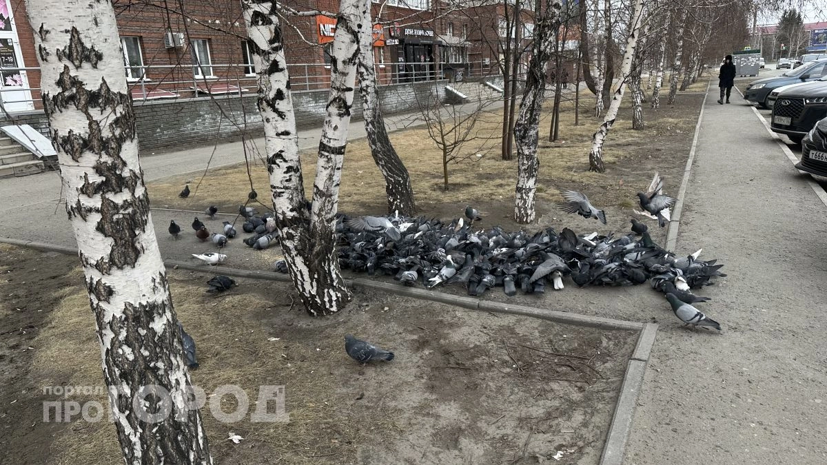 Не кормите голубей с 1 мая - это теперь административное дело с большими штрафами 