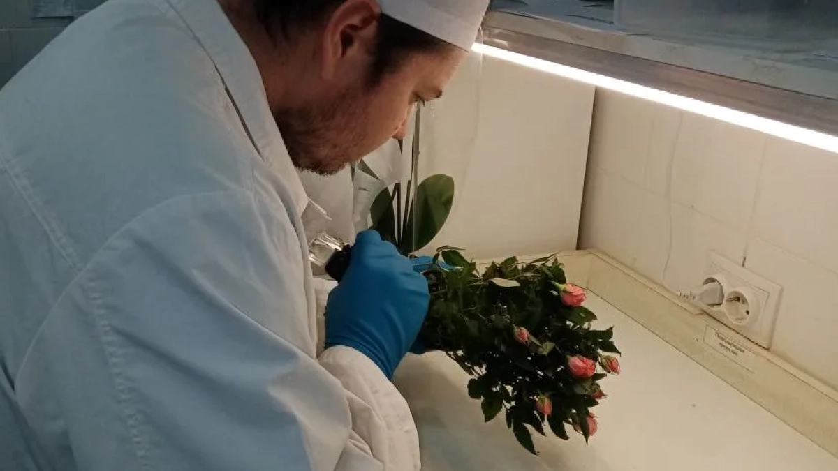 Цветы в Беларусь, шпон в Китай: что отправляет за границу Ярославская область