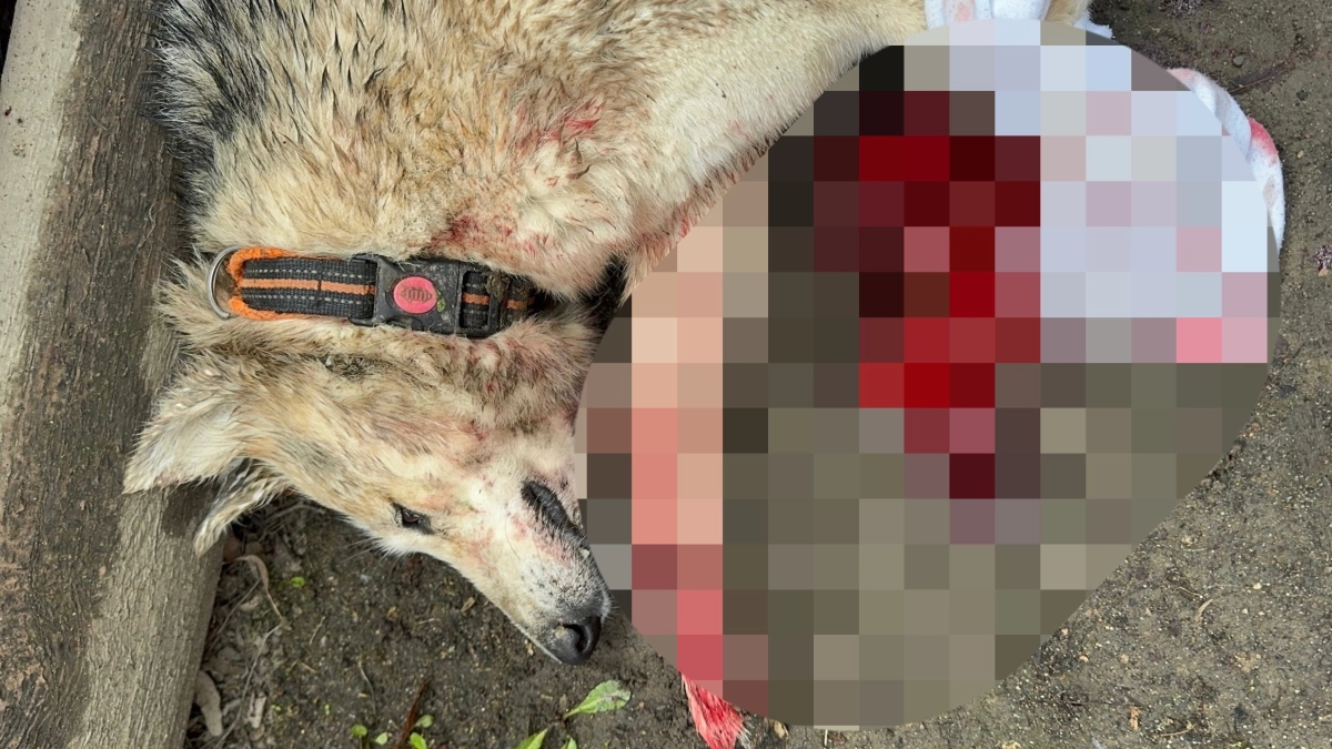 В Переславле-Залесском полиция решает вопрос о возбуждении дела после ранения собаки в капкане на частной территории