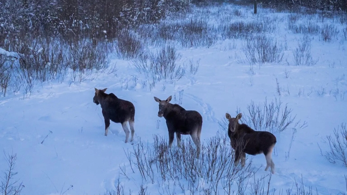 В Ярославской области пересчитали животных