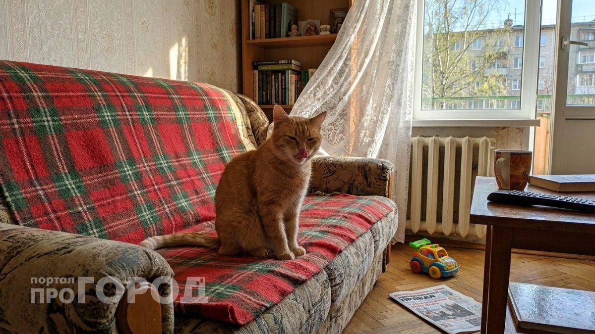 Вы ошибались насчёт любви питомца: ветеринары объяснили, что на самом деле значит привычка кошки облизываться