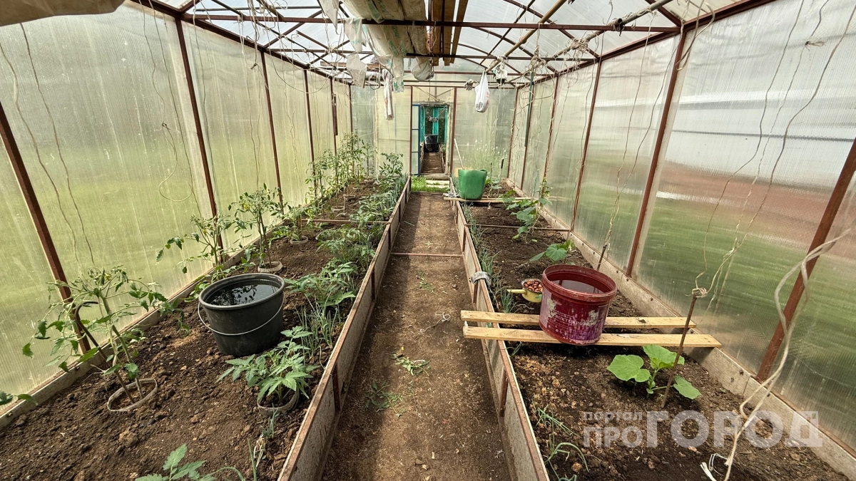 Соседи вскипели от зависти, когда узнали как я экономлю на удобрениях: 1 сорняк кормит огурцы всё лето - зеленцы зреют как на печке