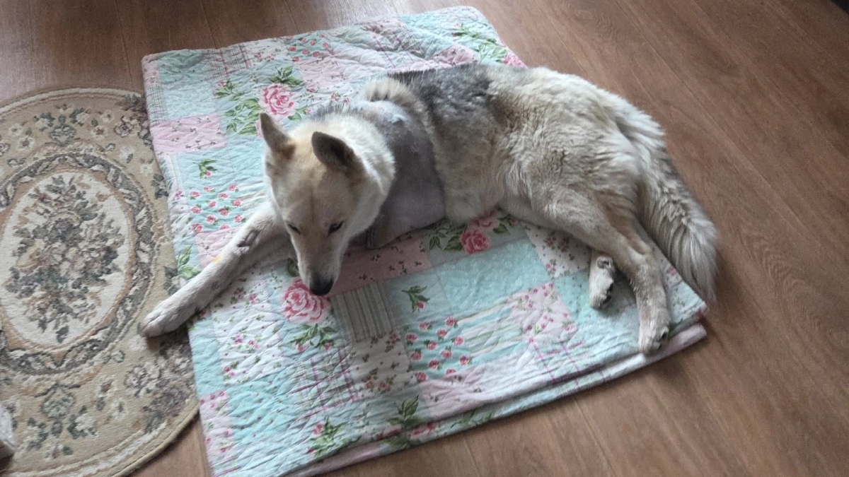 Собаку лишили лапы, но не дома: Дина вернулась из кошмара к хозяйке