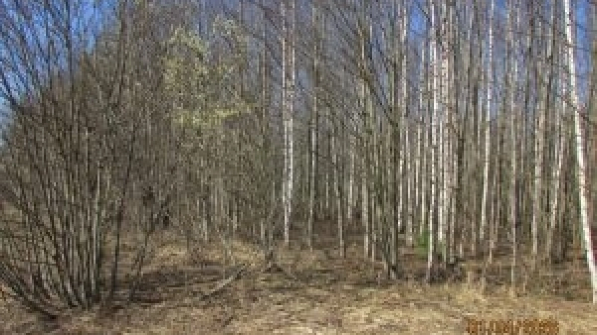 Лес вместо поля: как заброшенный участок в Гаврилов-Ямском округе довёл хозяина до нового штрафа