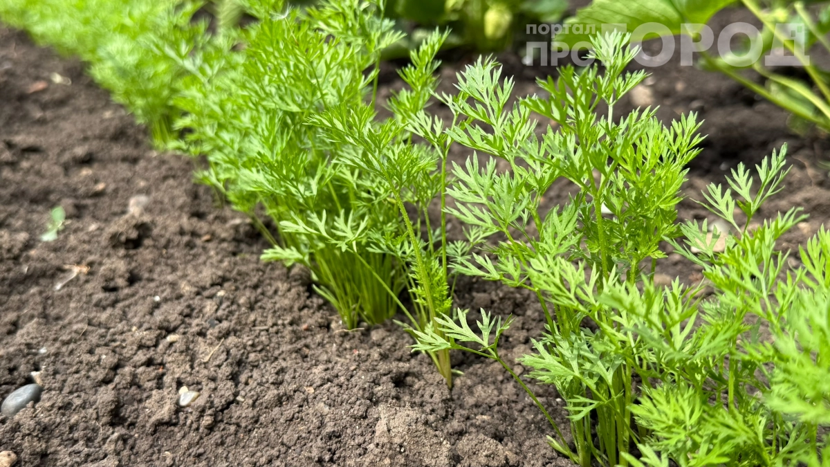Посадил морковь за 10 минут с помощью обычной банки — соседи теперь спрашивают, в чём секрет