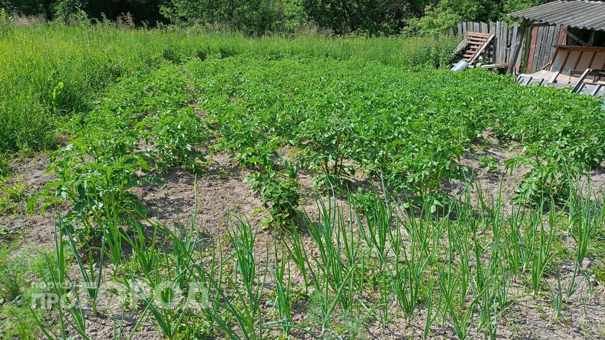 Муравьи на участке исчезли за день: обычная пшенка работает лучше ядов из магазина