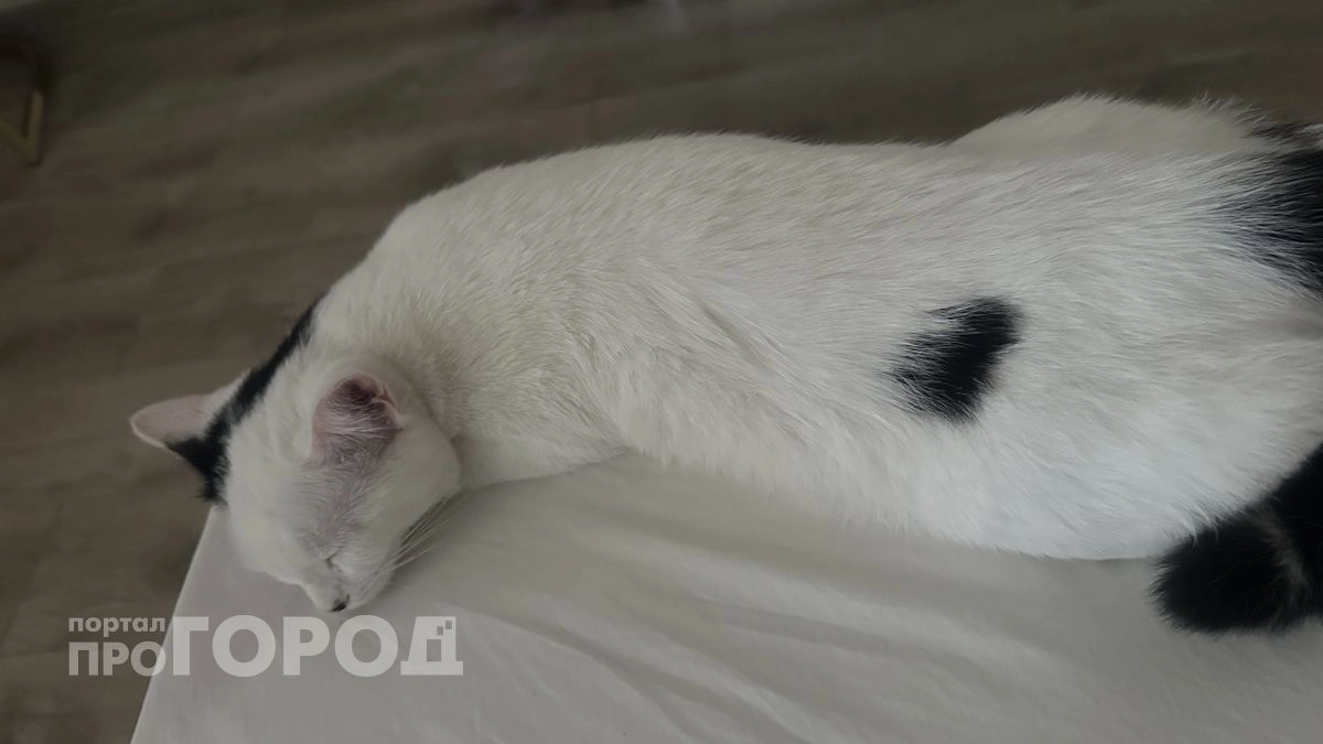 Вот этих кошек запрещено держать в квартире: опасные, когтистые и вне закона