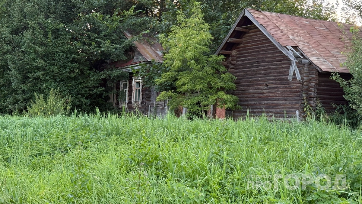 Рябина к богатству, ель — к вдовству и болезням: какие деревья сажали у дома на Руси, а какие выкорчевывали 