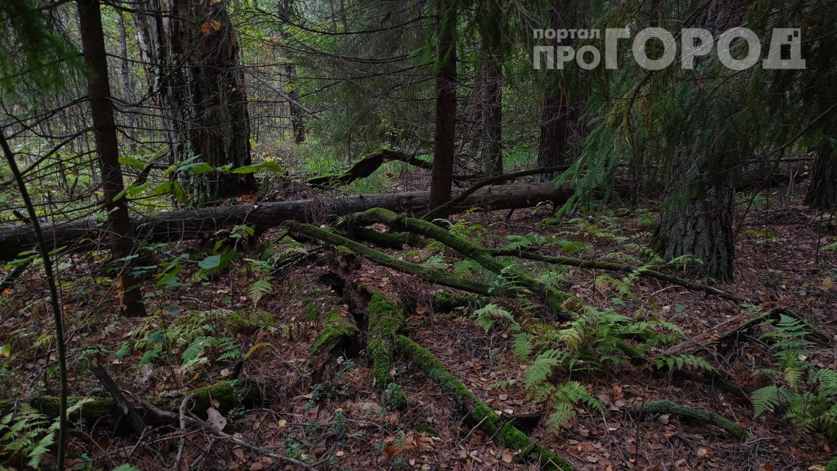 Не наступайте на поваленное дерево: три веские причины обойти его стороной — вот что может случиться