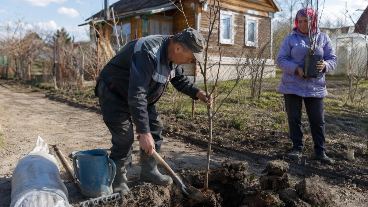 200 плодов по 5 кг с одного дерева: удивительное растение, которое накормит всю семью — мечта садовода