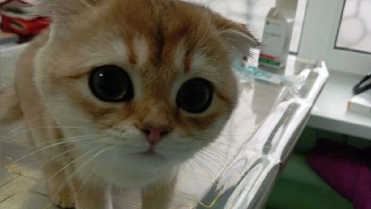 Тутаевские ветеринары спасают котёнка от сладкой беды: мороженое отправило Бусинку в больницу
