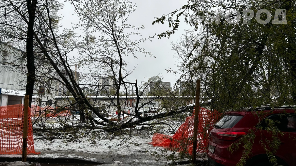 Рекорд за 150 лет — деревья падают как домино: такого снегопада не видели с 19 века — что будет дальше