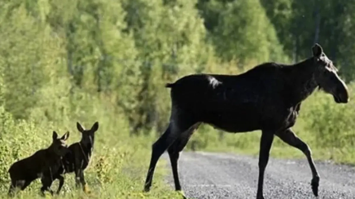 В Ярославской области насчитали более 43 тысяч лосей и других диких животных