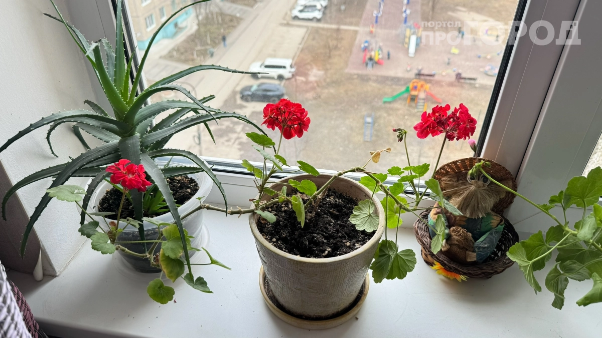 Проколоть стебель булавкой — и герань зацветёт: разоблачаем вирусный садоводческий лайфхак