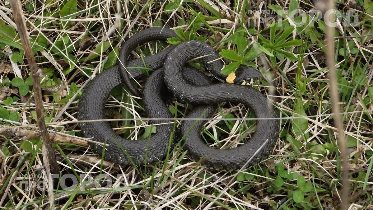 Вы совершаете роковую ошибку на даче: это безобидное растение гарантированно привлечет змей к вашему порогу