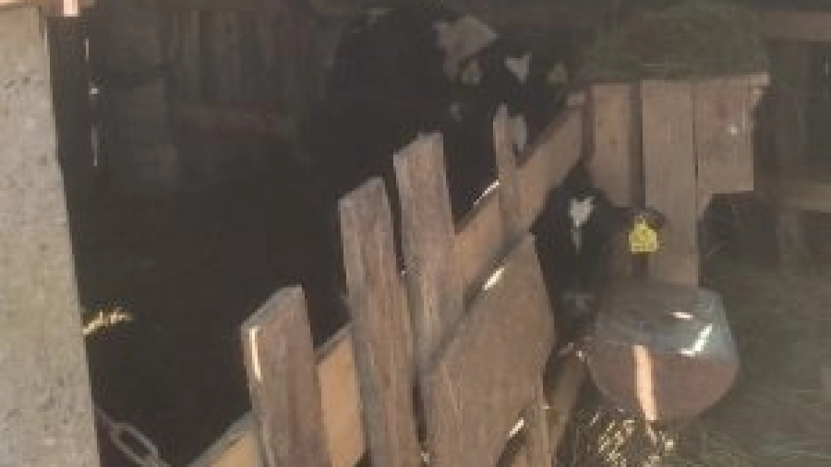 Продажа мяса из соцсетей закончилась неожиданным визитом инспекторов в Даниловский район