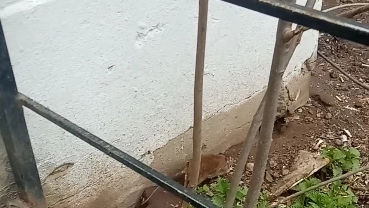 Дом в центре Ярославля заполонили крысы: “Как в Средние века живём"